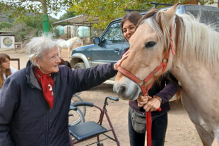 persona gran tocant un cavall